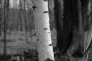 Birch Tree