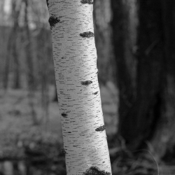 Birch Tree