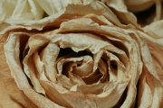 Dried Roses - #11