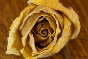 Dried Roses - #2