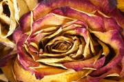 Dried Roses - #4