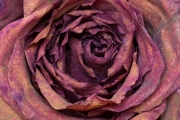 Dried Roses - #6