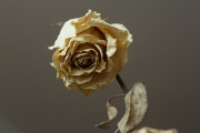 Dried Roses - #8