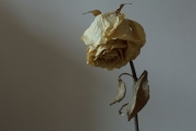 Dried Roses - #9